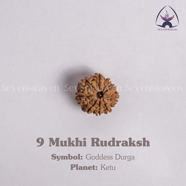 9 Mukhi Rudraksh