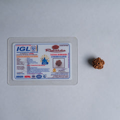 1 Mukhi Nepali Rudraksh