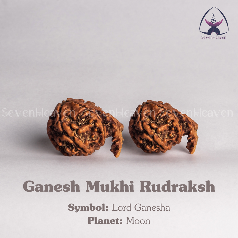 Ganesh Mukhi Rudraksh
