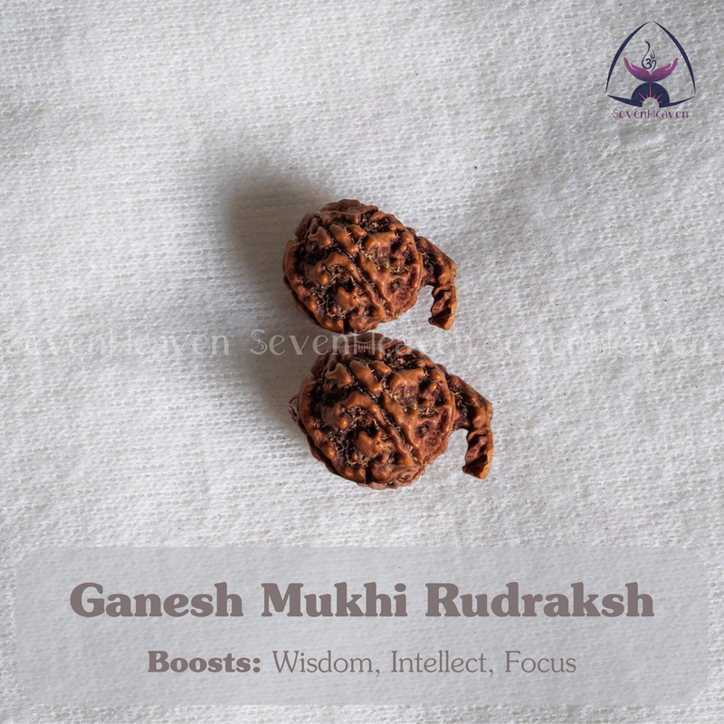 Ganesh Mukhi Rudraksh