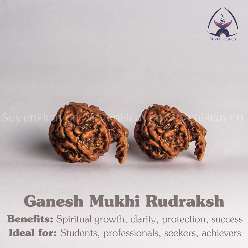 Ganesh Mukhi Rudraksh