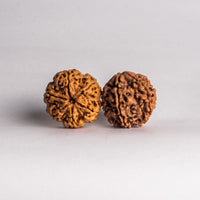 Rudraksha