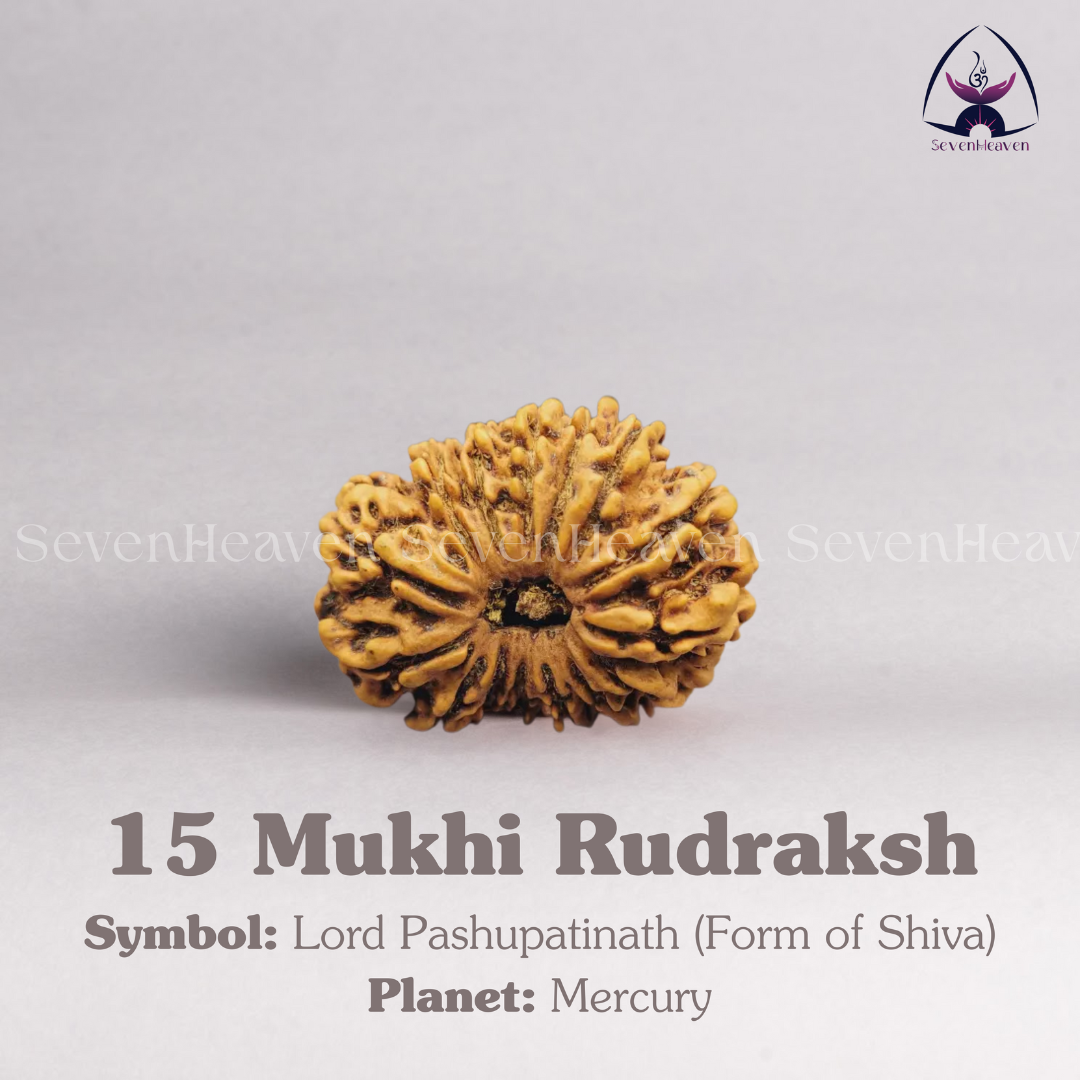 15 Mukhi Rudraksh
