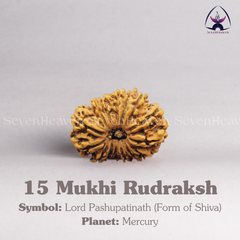 15 Mukhi Rudraksh
