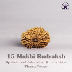 15 Mukhi Rudraksh