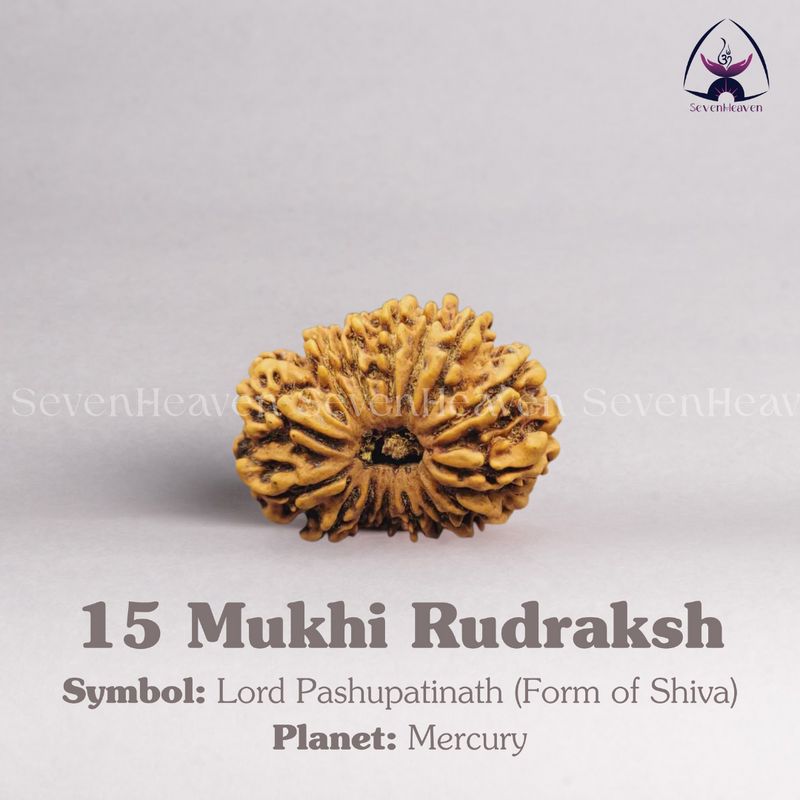 15 Mukhi Rudraksh