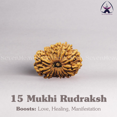 15 Mukhi Rudraksh
