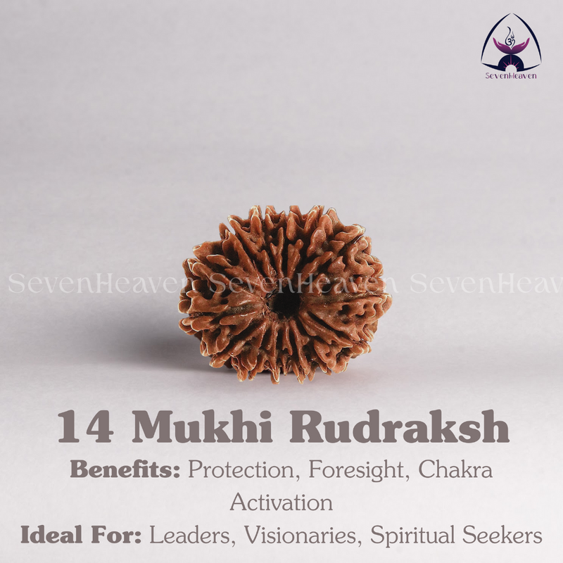 14 Mukhi Rudraksh