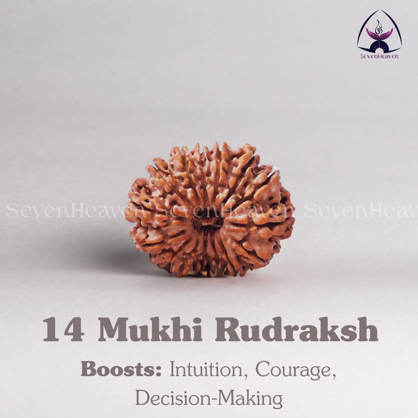 14 Mukhi Rudraksh