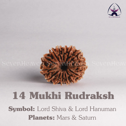14 Mukhi Rudraksh