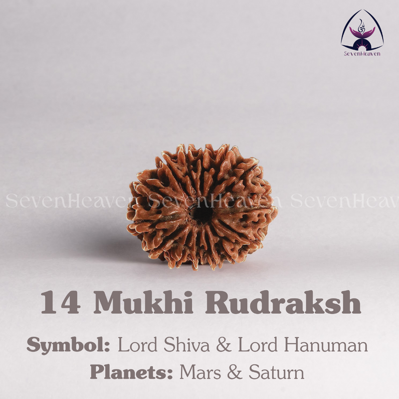 14 Mukhi Rudraksh