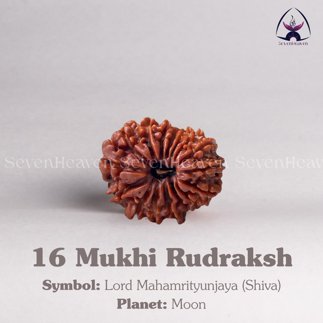 16 Mukhi Rudraksh