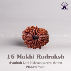 16 Mukhi Rudraksh