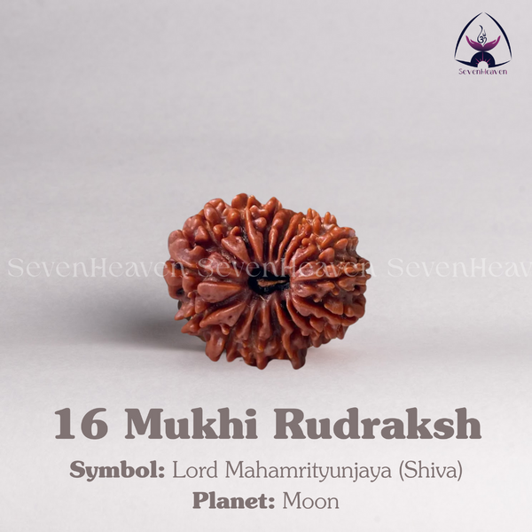 16 Mukhi Rudraksh