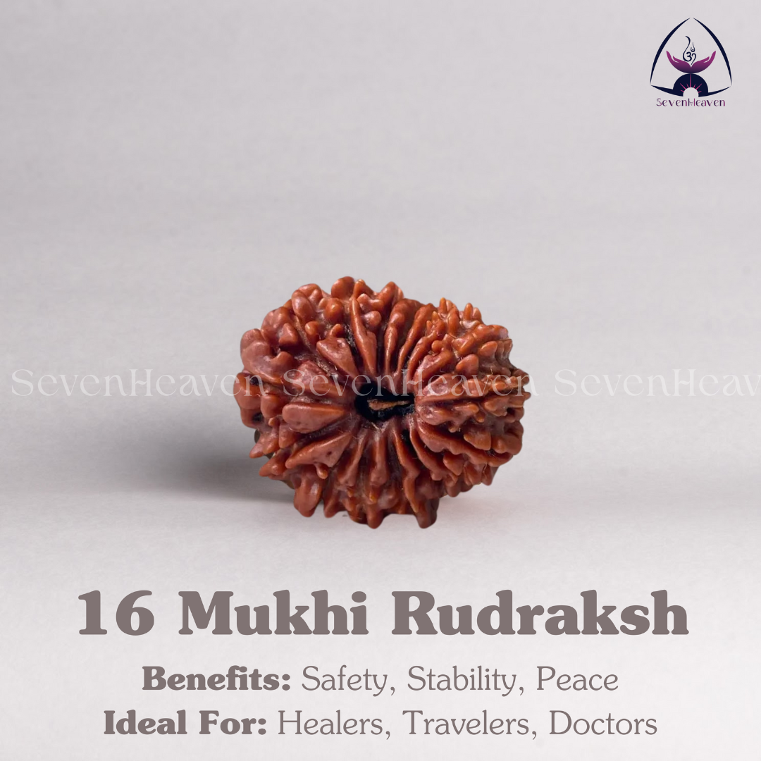 16 Mukhi Rudraksh
