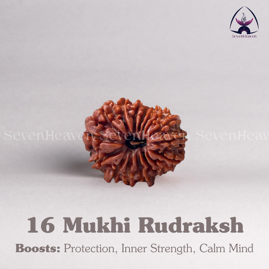 16 Mukhi Rudraksh