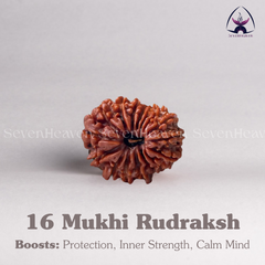 16 Mukhi Rudraksh