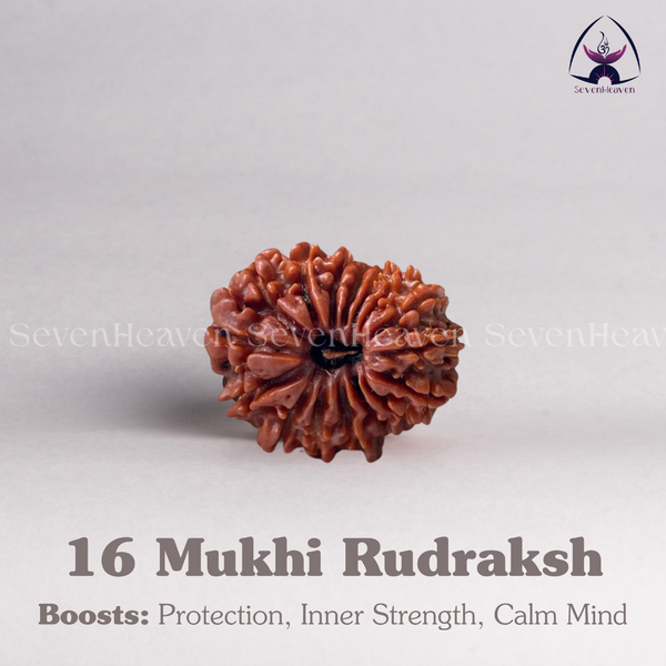 16 Mukhi Rudraksh