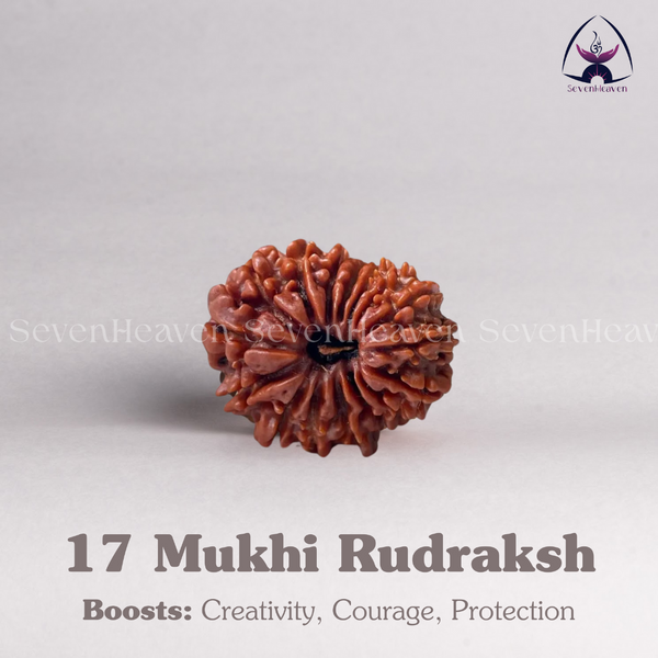 17 Mukhi Rudraksh
