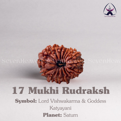 17 Mukhi Rudraksh