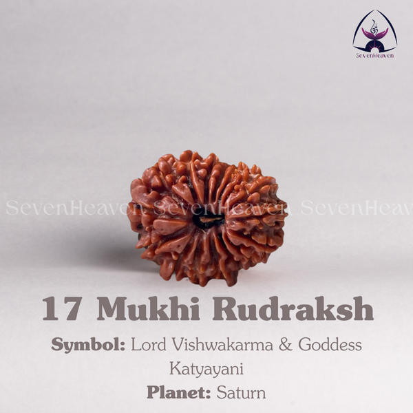 17 Mukhi Rudraksh