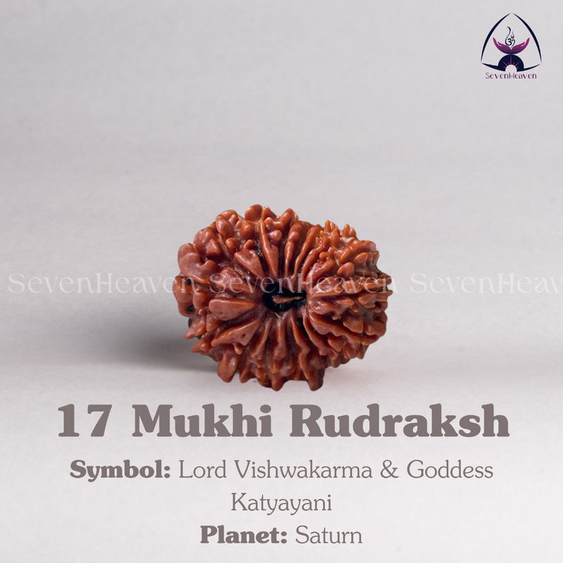 17 Mukhi Rudraksh