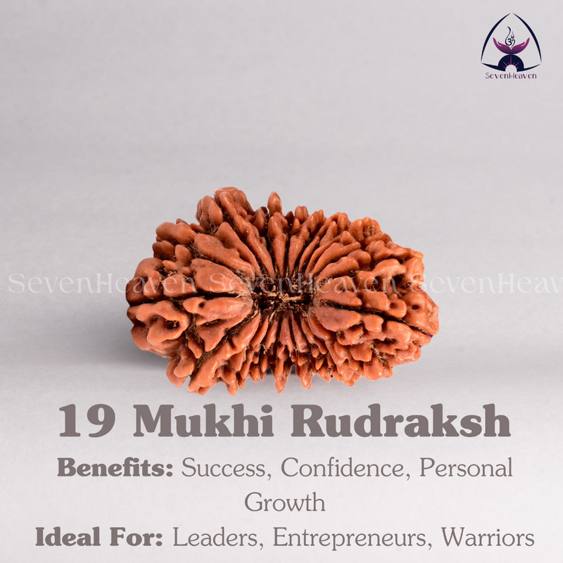 19 Mukhi Rudraksh
