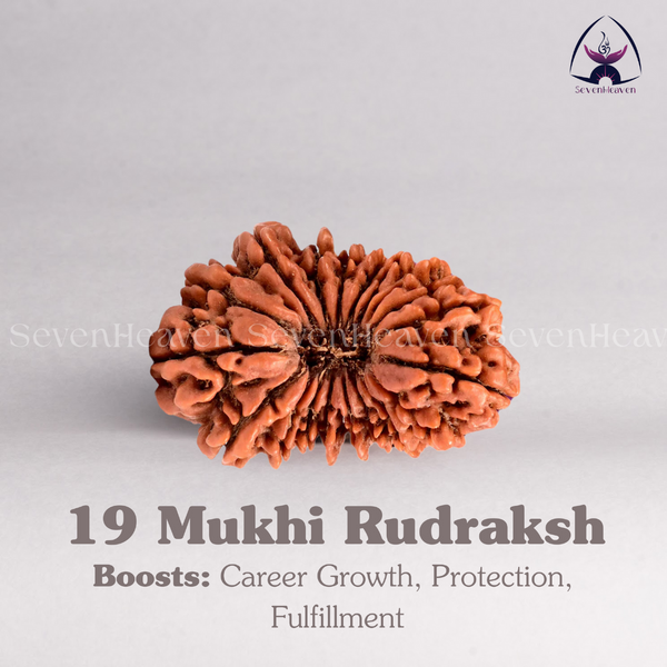 19 Mukhi Rudraksh