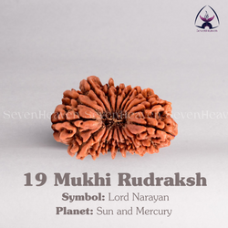 19 Mukhi Rudraksh