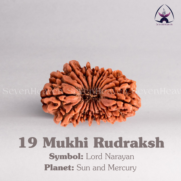 19 Mukhi Rudraksh
