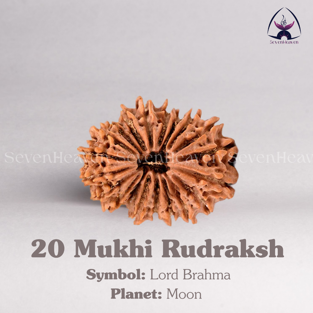 20 Mukhi Rudraksh