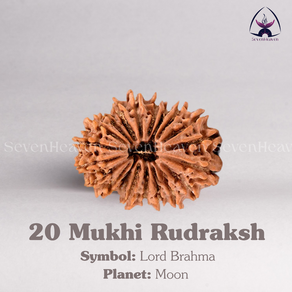 20 Mukhi Rudraksh