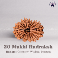 20 Mukhi Rudraksh