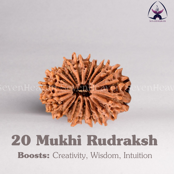 20 Mukhi Rudraksh
